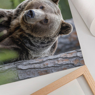 Poster para a sala Um urso em uma floresta repleta de encanto natural.