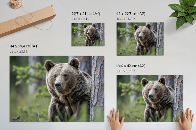 Poster para a sala Um urso em uma floresta repleta de encanto natural.