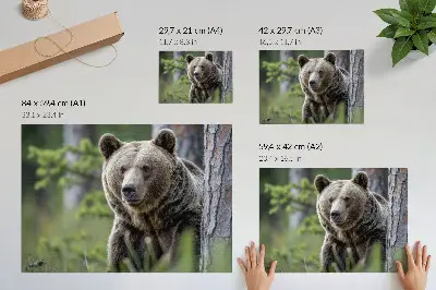 Poster para sala urso em floresta com encanto natural