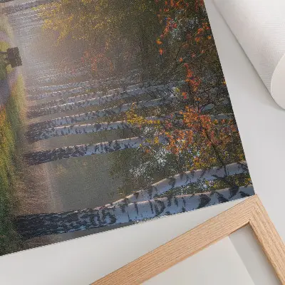 Poster bétulas simétricas com luz nebulosa numa alameda de outono