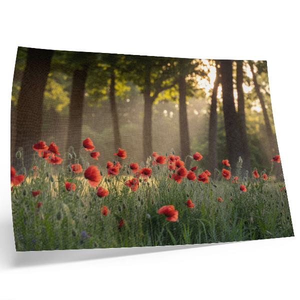 Poster em tela Papoulas vermelhas, floresta verde, raios de sol
