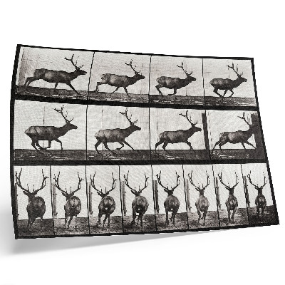 Poster em tela Locomoção Animal, Prancha nº 695 (1887), fotografia de Eadweard Muybridge