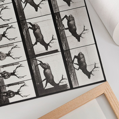 Poster em tela Locomoção Animal, Prancha nº 695 (1887), fotografia de Eadweard Muybridge