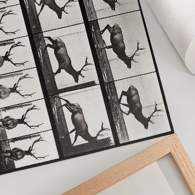 Poster em tela Locomoção Animal prancha nº 695 de 1887 fotografia de Eadweard Muybridge