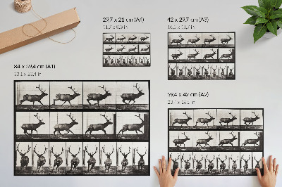 Poster em tela Locomoção Animal, Prancha nº 695 (1887), fotografia de Eadweard Muybridge
