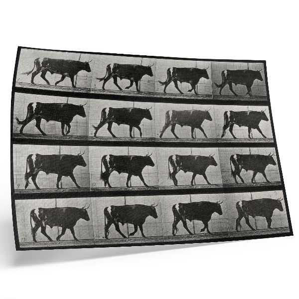 Poster em tela Um touro em marcha. Fototipia de Eadweard Muybridge, 1887.