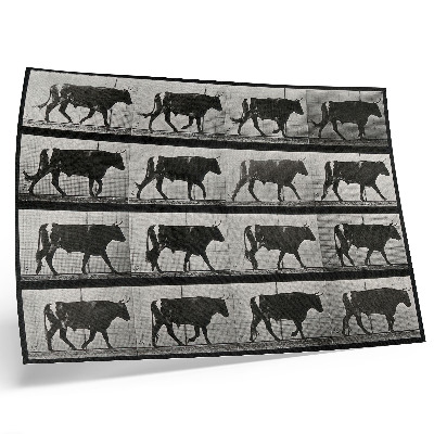 Poster em tela Um touro em marcha. Fototipia de Eadweard Muybridge, 1887.