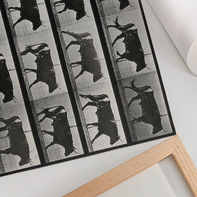 Poster em tela Um touro em marcha. Fototipia de Eadweard Muybridge, 1887.
