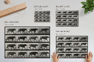 Poster em tela Um touro em marcha. Fototipia de Eadweard Muybridge, 1887.