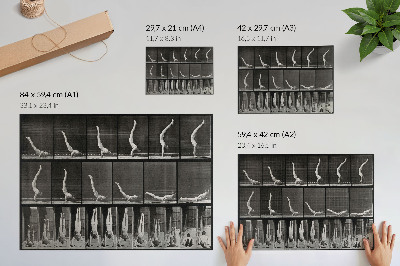 Poster para a sala Homem em pé sobre as mãos, partindo de posição supina. Fototipia de Eadweard Muybridge, 1887.