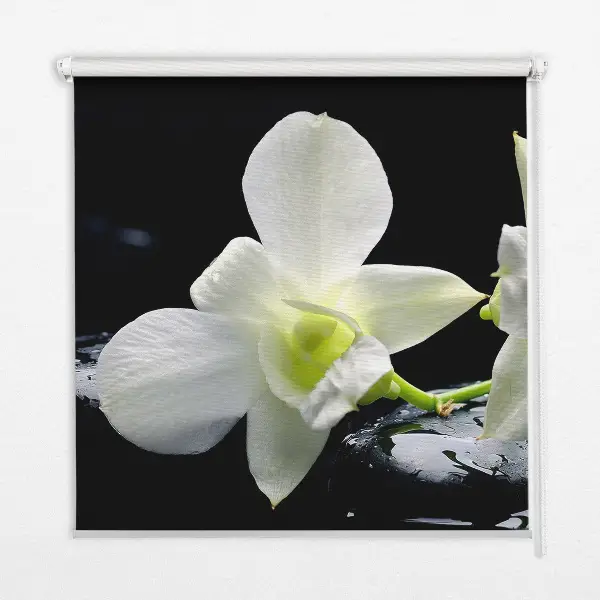 Estores de rolo interiores Orquídeas e elegância