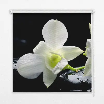Estores de rolo interiores Orquídeas e elegância