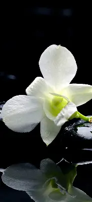 Estores de rolo interiores Orquídeas e elegância