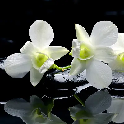 Estores de rolo interiores Orquídeas e elegância