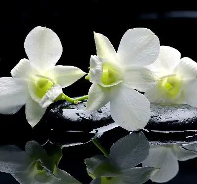 Estores de rolo interiores Orquídeas e elegância