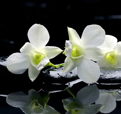 Estores de rolo interiores Orquídeas e elegância