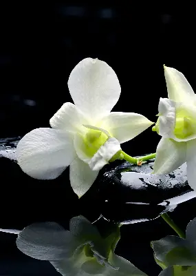 Estores de rolo interiores Orquídeas e elegância