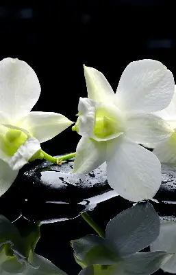 Estores de rolo interiores Orquídeas e elegância