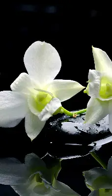 Estores de rolo interiores Orquídeas e elegância
