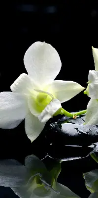 Estores de rolo interiores Orquídeas e elegância