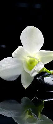 Estores de rolo interiores Orquídeas e elegância