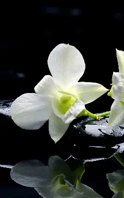 Estores de rolo interiores Orquídeas e elegância