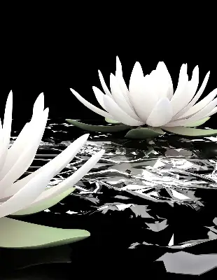 Estores de rolo para porta de varanda Lírios-d'água na superfície