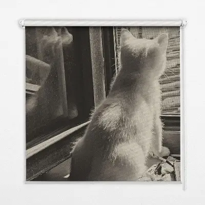 Estores de rolo interiores para janela Gatos na janela
