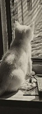 Estores de rolo interiores para janela Gatos na janela