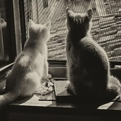 Estores de rolo interiores para janela Gatos na janela
