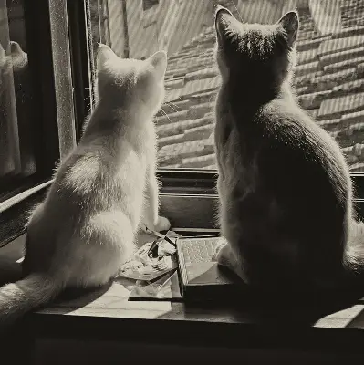 Estores de rolo interiores para janela Gatos na janela