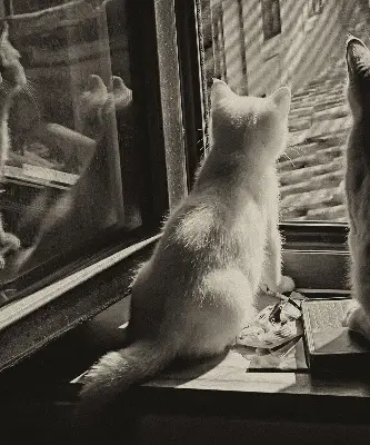 Estores de rolo interiores para janela Gatos na janela