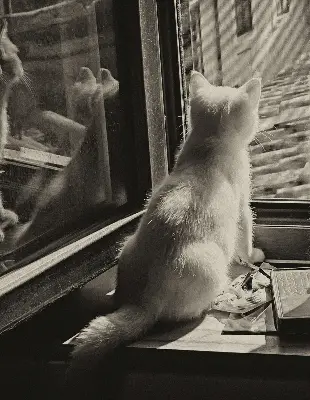 Estores de rolo interiores para janela Gatos na janela