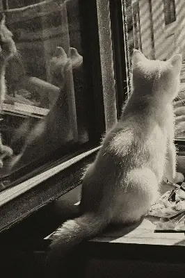 Estores de rolo interiores para janela Gatos na janela