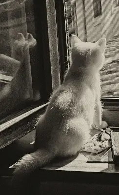 Estores de rolo interiores para janela Gatos na janela