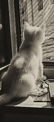 Estores de rolo interiores para janela Gatos na janela