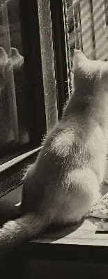 Estores de rolo interiores para janela Gatos na janela