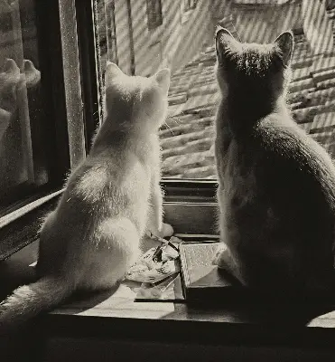 Estores de rolo interiores para janela Gatos na janela