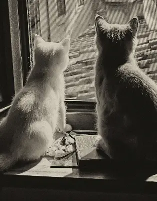 Estores de rolo interiores para janela Gatos na janela
