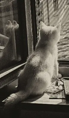 Estores de rolo interiores para janela Gatos na janela