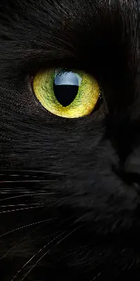 Estores de rolo interiores para janela Olhos de gato
