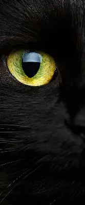 Estores de rolo interiores para janela Olhos de gato