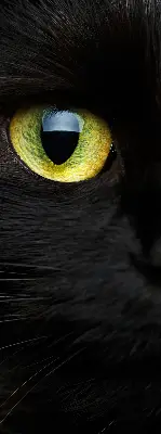 Estores de rolo interiores para janela Olhos de gato