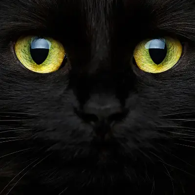 Estores de rolo interiores para janela Olhos de gato