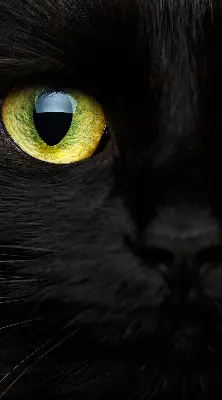 Estores de rolo interiores para janela Olhos de gato