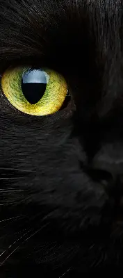 Estores de rolo interiores para janela Olhos de gato