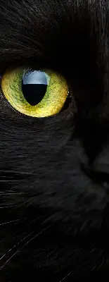 Estores de rolo interiores para janela Olhos de gato