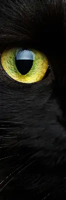 Estores de rolo interiores para janela Olhos de gato
