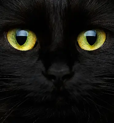 Estores de rolo interiores para janela Olhos de gato