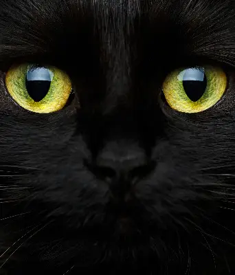 Estores de rolo interiores para janela Olhos de gato